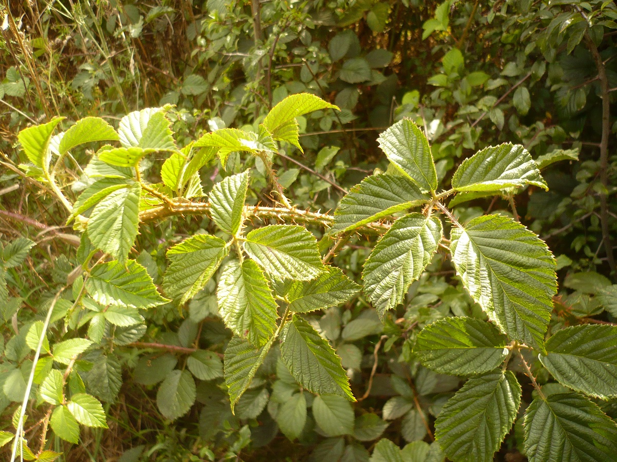 Rubus koehleri (Rosaceae)